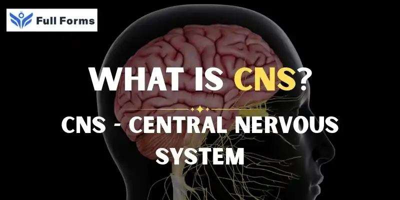 Central Nervous System