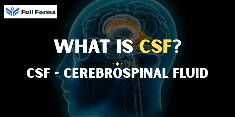 Cerebrospinal Fluid